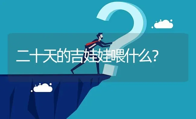 二十天的吉娃娃喂什么？ | 动物养殖问答