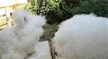 长毛兔的致富经
