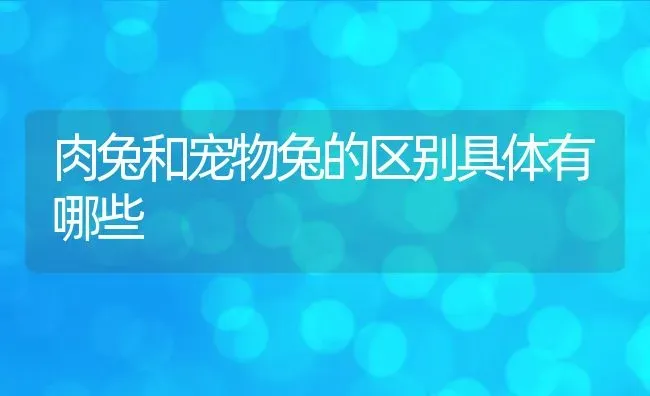 肉兔和宠物兔的区别具体有哪些 | 动物养殖百科