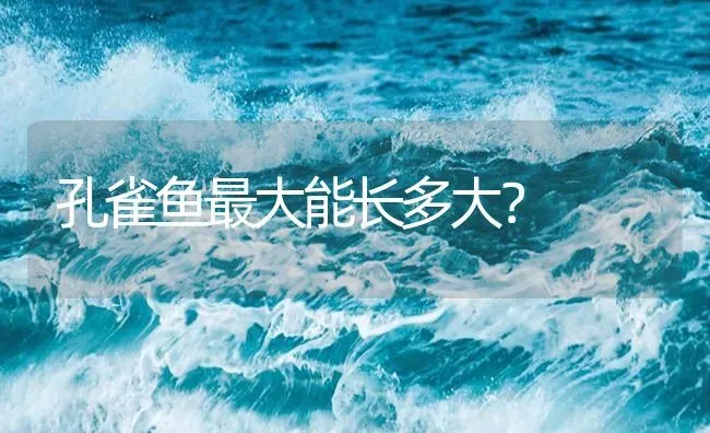 孔雀鱼最大能长多大？ | 鱼类宠物饲养