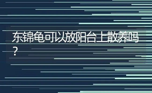 东锦龟可以放阳台上散养吗？ | 动物养殖问答