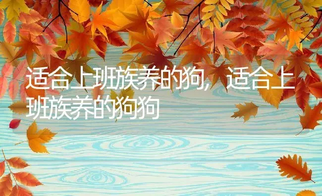 适合上班族养的狗,适合上班族养的狗狗 | 宠物百科知识