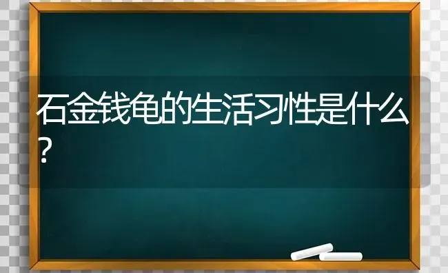 石金钱龟的生活习性是什么？ | 动物养殖问答