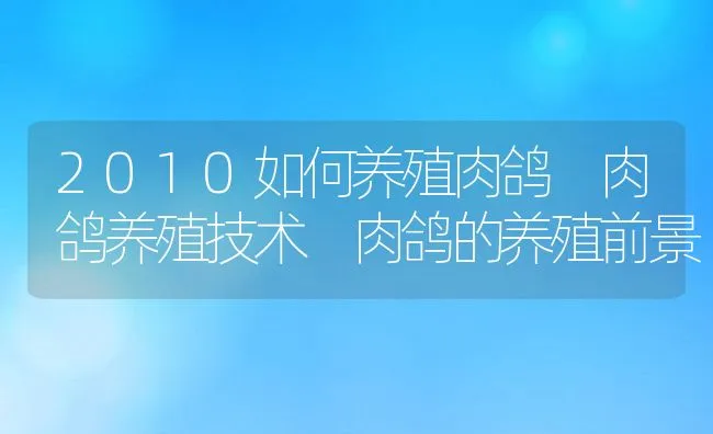 2010如何养殖肉鸽 肉鸽养殖技术 肉鸽的养殖前景 | 动物养殖饲料