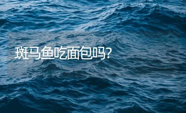 斑马鱼吃面包吗？ | 鱼类宠物饲养