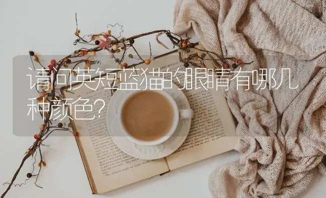 请问英短蓝猫的眼睛有哪几种颜色？ | 动物养殖问答