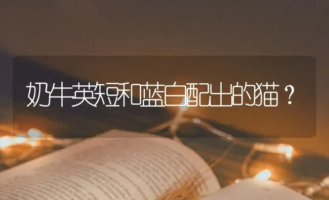 奶牛英短和蓝白配出的猫？ | 动物养殖问答