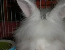 长毛兔的致富经