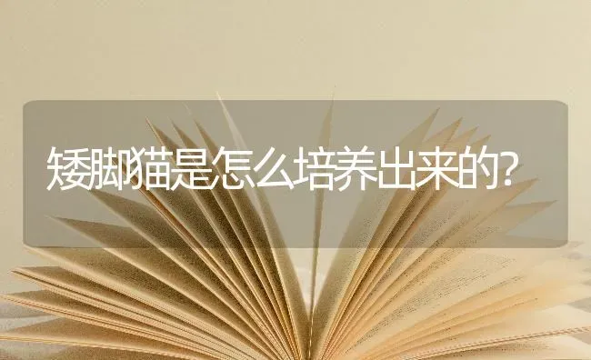 矮脚猫是怎么培养出来的？ | 动物养殖问答