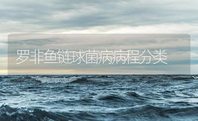 罗非鱼链球菌病病程分类 | 海水养殖技术