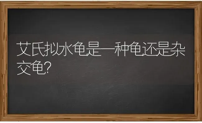 艾氏拟水龟是一种龟还是杂交龟？ | 动物养殖问答