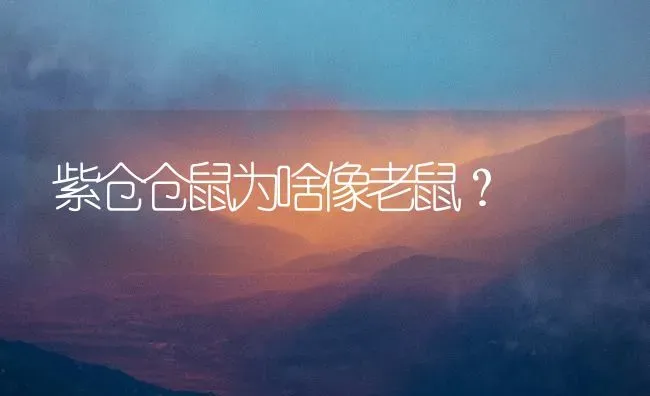 紫仓仓鼠为啥像老鼠？ | 动物养殖问答