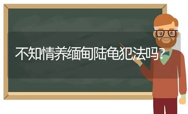 不知情养缅甸陆龟犯法吗？ | 动物养殖问答