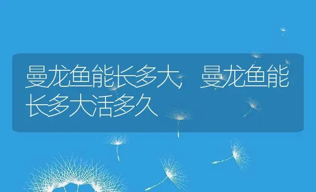 曼龙鱼能长多大,曼龙鱼能长多大活多久 | 宠物百科知识