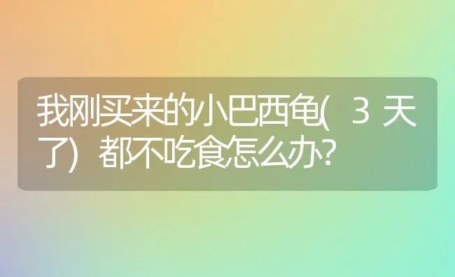 我刚买来的小巴西龟(3天了)都不吃食怎么办？ | 动物养殖问答