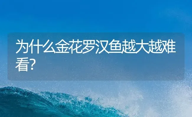 为什么金花罗汉鱼越大越难看？ | 鱼类宠物饲养