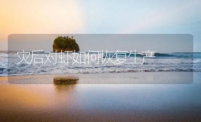 灾后对虾如何恢复生产 | 海水养殖技术