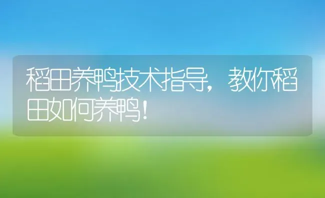 稻田养鸭技术指导，教你稻田如何养鸭！ | 动物养殖百科