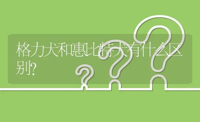 格力犬和惠比特犬有什么区别？ | 动物养殖问答