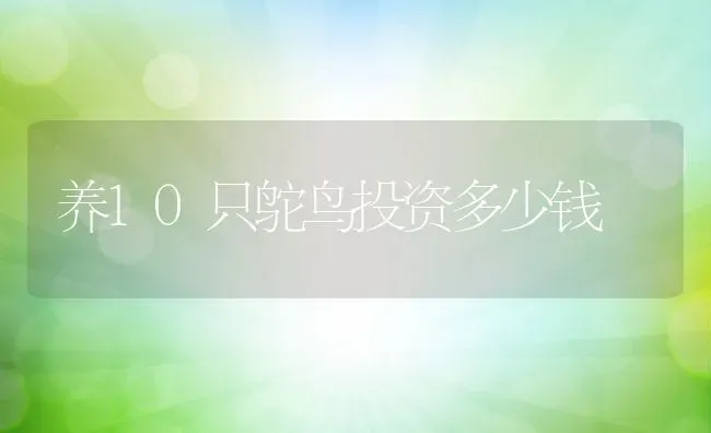 养10只鸵鸟投资多少钱 | 动物养殖百科