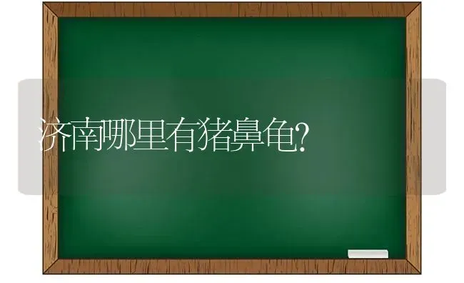 济南哪里有猪鼻龟？ | 动物养殖问答