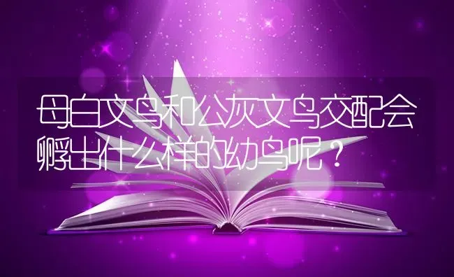 母白文鸟和公灰文鸟交配会孵出什么样的幼鸟呢？ | 动物养殖问答