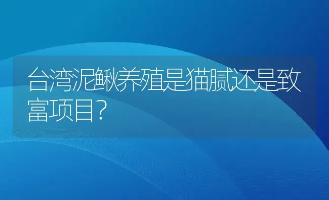 台湾泥鳅养殖是猫腻还是致富项目？ | 动物养殖百科