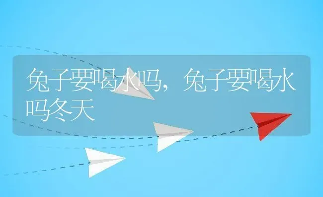 兔子要喝水吗,兔子要喝水吗冬天 | 宠物百科知识