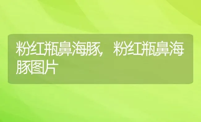 粉红瓶鼻海豚,粉红瓶鼻海豚图片 | 宠物百科知识