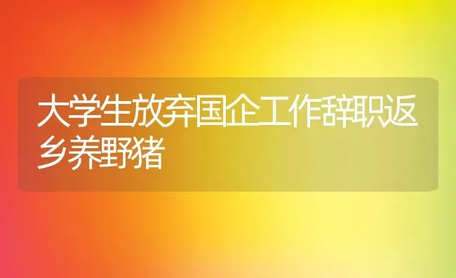 大学生放弃国企工作辞职返乡养野猪 | 动物养殖教程