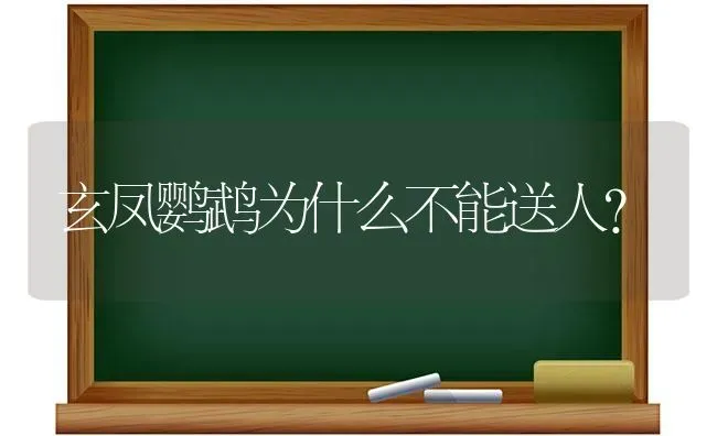 玄凤鹦鹉为什么不能送人？ | 动物养殖问答