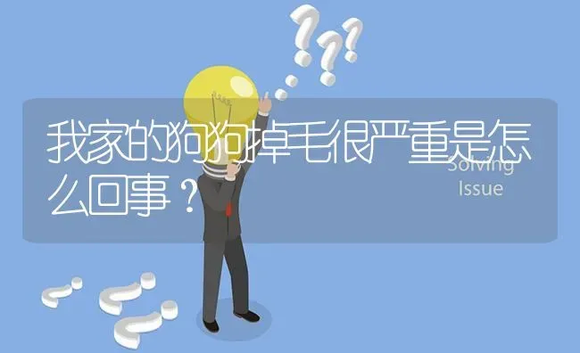 拉布拉多一直叫怎么办？ | 动物养殖问答