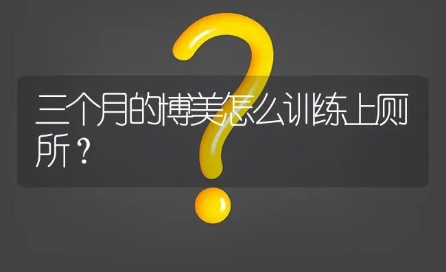 三个月的博美怎么训练上厕所？ | 动物养殖问答