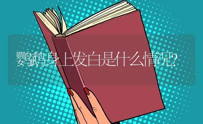 鹦鹉身上发白是什么情况？ | 鱼类宠物饲养