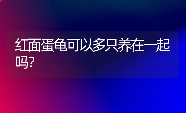 红面蛋龟可以多只养在一起吗？ | 动物养殖问答