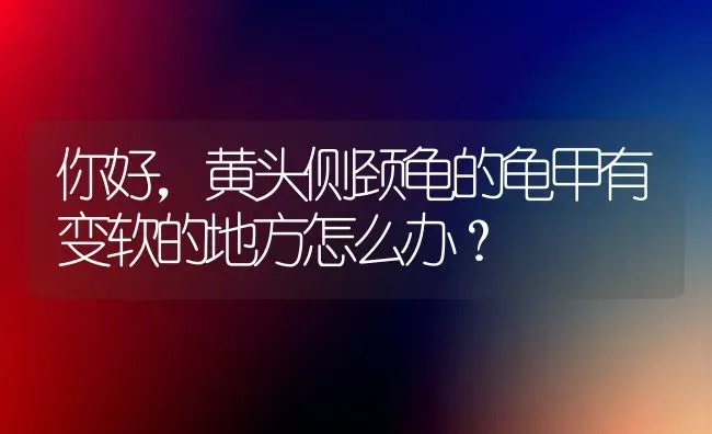 小乌龟和小鳄龟的区别？ | 动物养殖问答