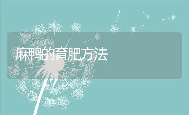 麻鸭的育肥方法 | 动物养殖百科