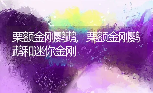 栗额金刚鹦鹉,栗额金刚鹦鹉和迷你金刚 | 宠物百科知识
