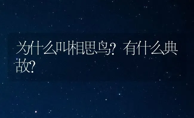 为什么叫相思鸟?有什么典故？ | 动物养殖问答