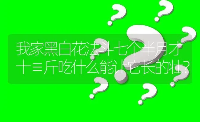 我家黑白花法斗七个半月才十≡斤吃什么能让它长的壮？ | 动物养殖问答