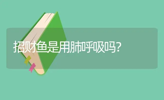 招财鱼是用肺呼吸吗？ | 鱼类宠物饲养