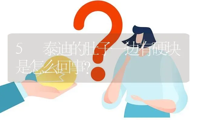 5 泰迪的肚子一边有硬块是怎么回事？ | 动物养殖问答