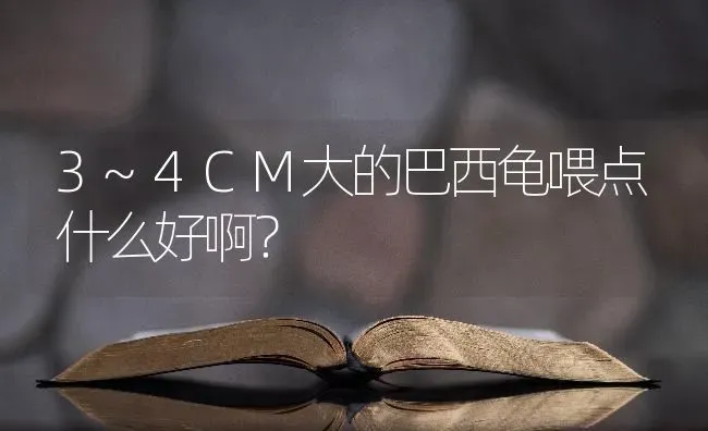 3~4CM大的巴西龟喂点什么好啊？ | 动物养殖问答