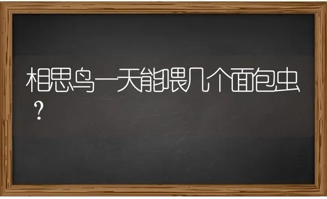 相思鸟一天能喂几个面包虫？ | 动物养殖问答