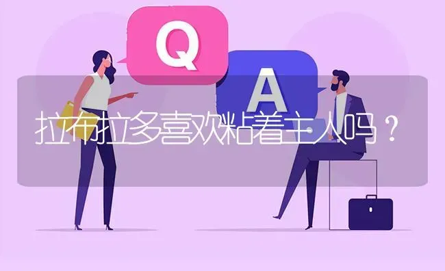 拉布拉多喜欢粘着主人吗？ | 动物养殖问答