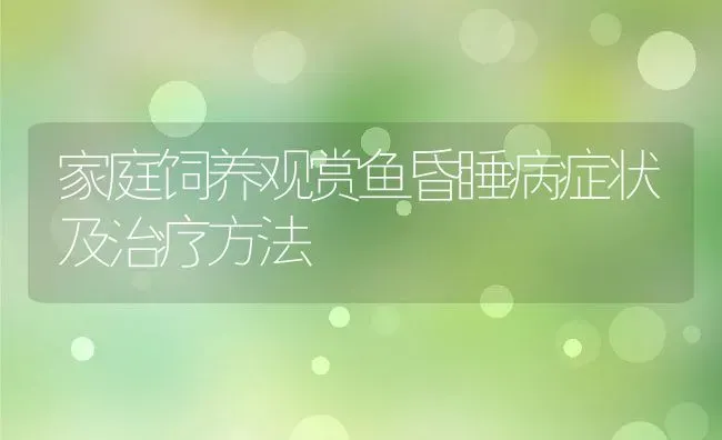 家庭饲养观赏鱼昏睡病症状及治疗方法 | 动物养殖教程