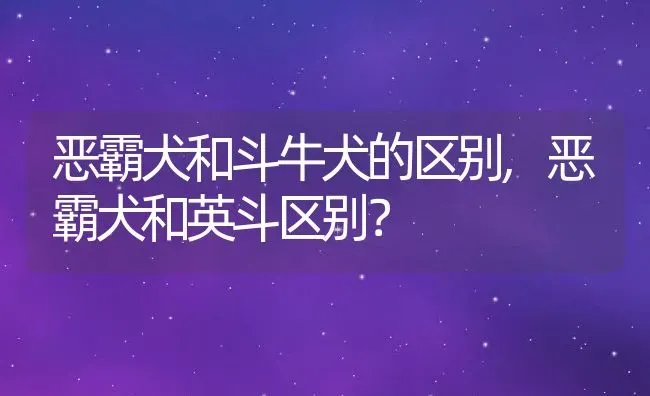 恶霸犬和斗牛犬的区别,恶霸犬和英斗区别？ | 宠物百科知识