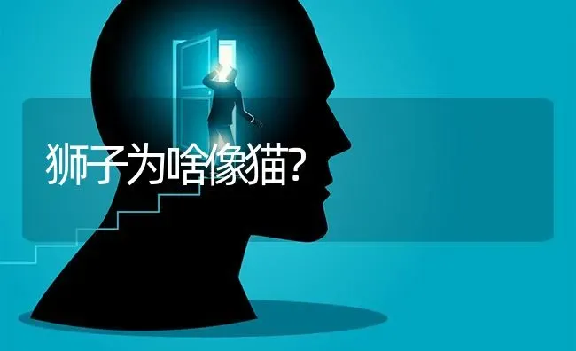 狮子为啥像猫？ | 动物养殖问答