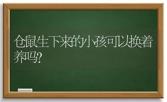 仓鼠生下来的小孩可以换着养吗？ | 动物养殖问答