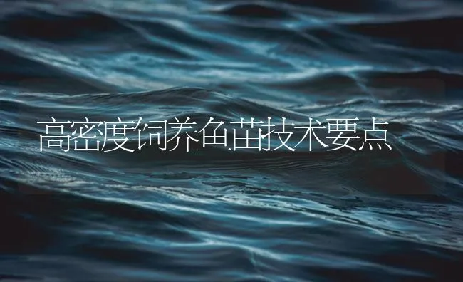 高密度饲养鱼苗技术要点 | 海水养殖技术